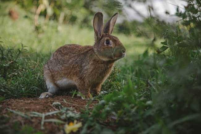 Can Rabbits Eat Bonsai Trees?