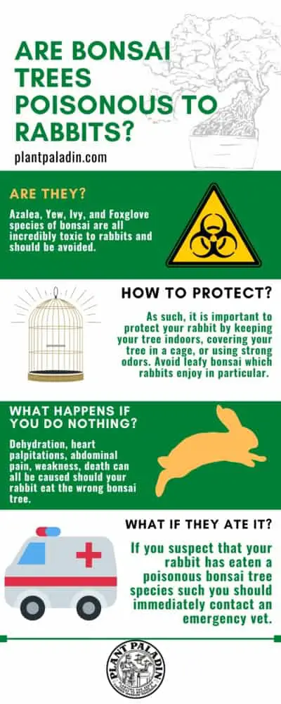 are bonsai trees poisonous to rabbits - infographic