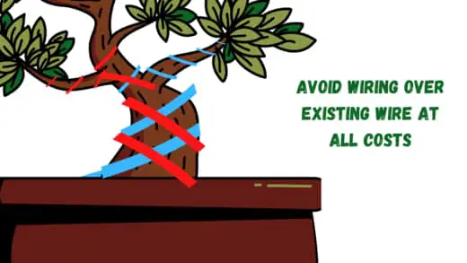what to avoid when wiring a bonsai