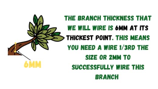 bonsai tree wire size