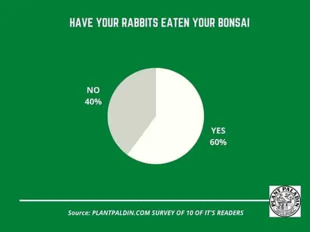 Can rabbits eat bonsai trees - survey results