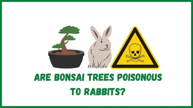 Are Bonsai Trees Poisonous To Rabbits?