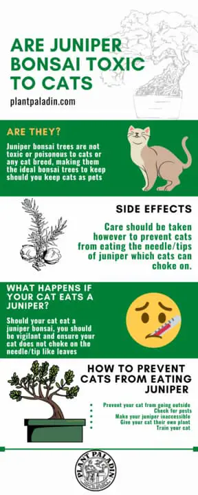 Are Juniper Bonsai Toxic To Cats - infographic