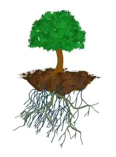 What oak bonsai roots would look like in an ideal world