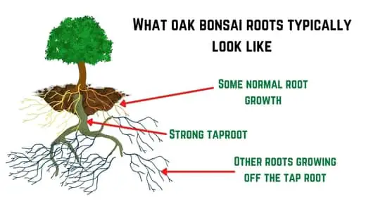 What oak bonsai roots look like in reality