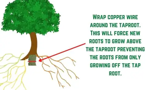 use a bonsai tourniquet to create new growth