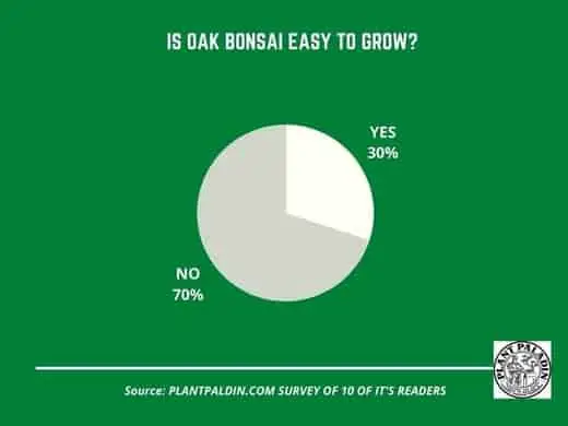 Bonsai An Oak Tree From An Acorn - survey results