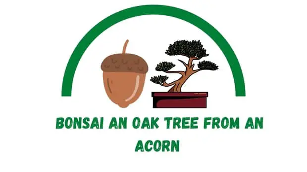 Bonsai An Oak Tree From An Acorn 