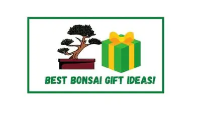 Best Bonsai Tree Gift Ideas ( #3 Is Exceptional) 
