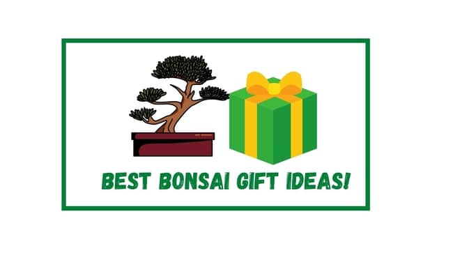 Best Bonsai Tree Gift Ideas 