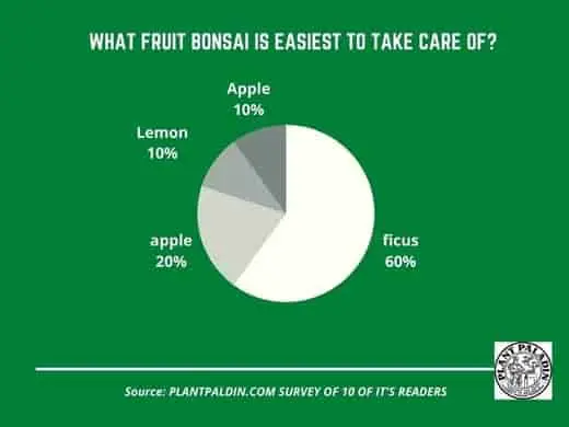 Best Bonsai Fruit Trees For Beginners 