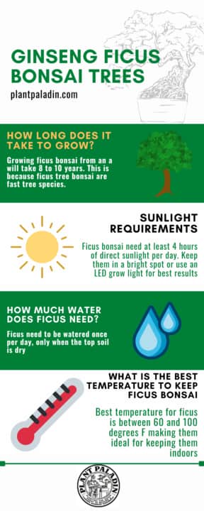 Ginseng Ficus Bonsai Trees infographic