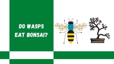 Do Wasps Eat Bonsai Trees? What you need to know
