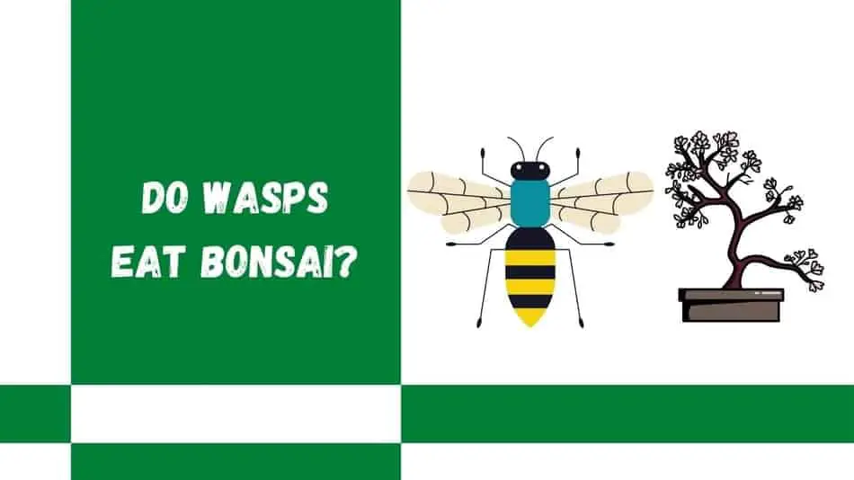 Do wasps eat bonsai trees