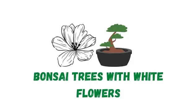 bonsai trees with white flowers