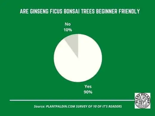 are Ginseng Ficus Bonsai Trees beginner friendly