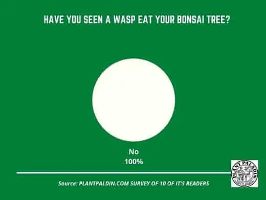 Do wasps eat bonsai trees - survey