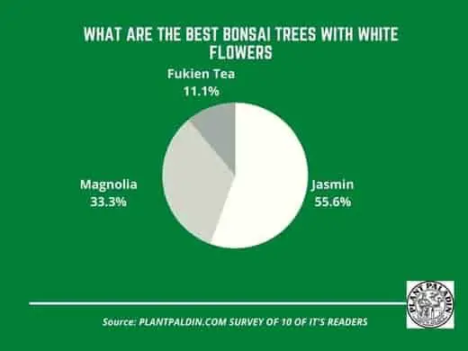 bonsai trees with white flowers survey