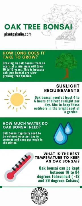 Oak bonsai infographic