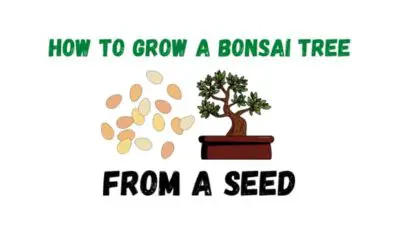 How To Grow A Bonsai Tree From A Seed (Ultimate Guide) 