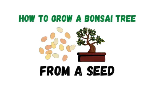 Grow A Bonsai Tree From A Seed 
