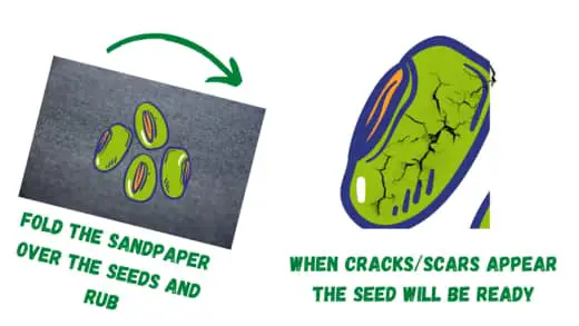 Grow A Bonsai Tree From A Seed - scarification method 1 
