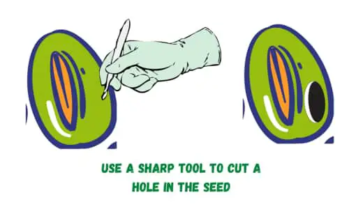 Grow A Bonsai Tree From A Seed - scarification method 2 