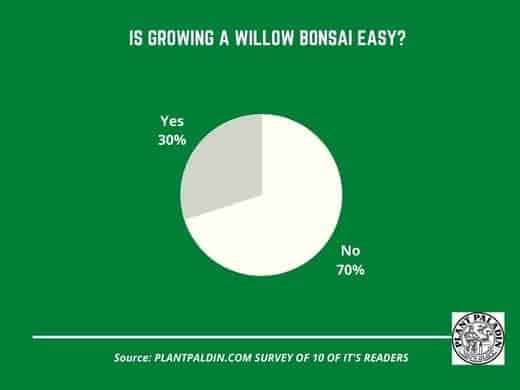 Can You Bonsai A Willow Tree? survey