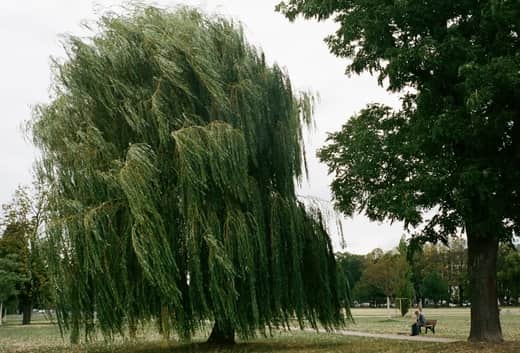 Can You Bonsai A Willow Tree?