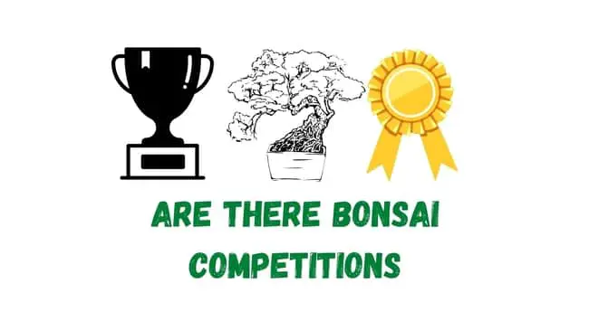Are There Bonsai Competitions?