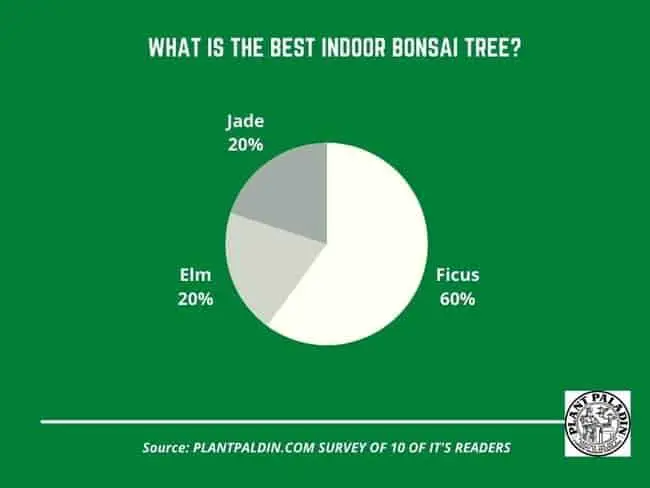 Best indoor bonsai tree - survey results