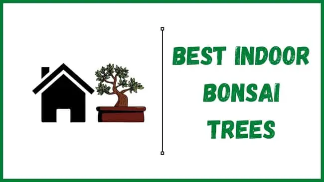 Best Indoor bonsai Trees