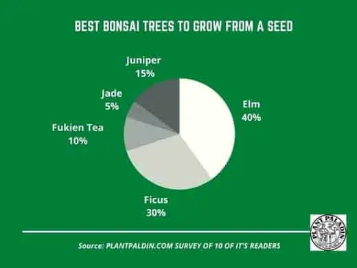 Grow A Bonsai Tree From A Seed - survey results