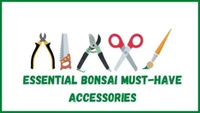 44 Essential Bonsai Must-Have Accessories (# 3 Is Affordable)