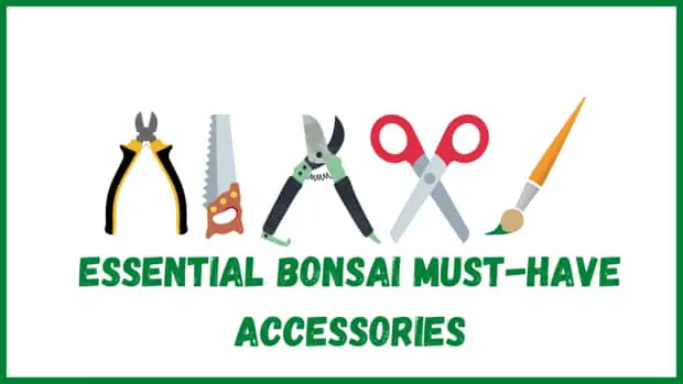 essential bonsai must-have accessories