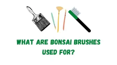 What Are Bonsai Brushes Used For? 