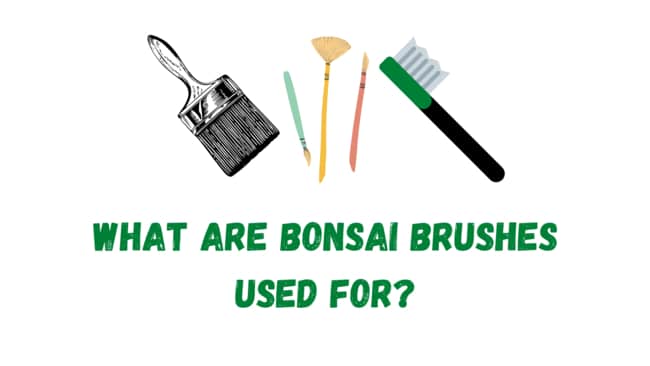 What are bonsai brushes used for?