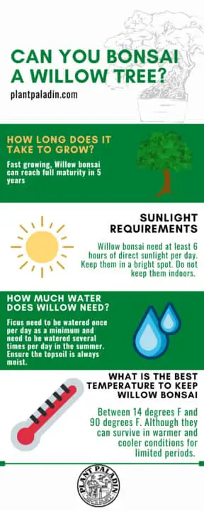 Can you bonsai a willow tree - infographic