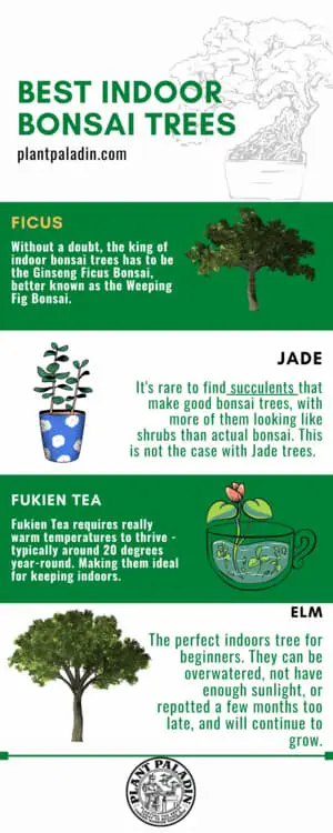 Best indoor bonsai trees - infographic