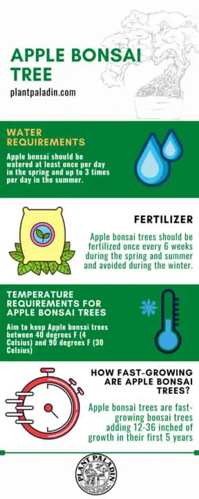 Bonsai apple tree infographic