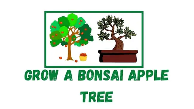 Grow a bonsai apple tree