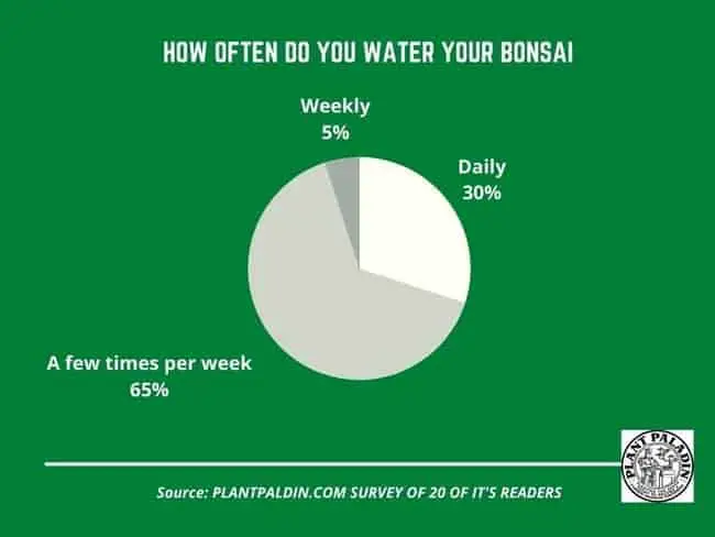 How Often Do You Water A Bonsai Tree - Survey Results