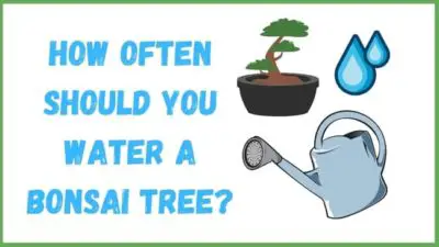 How Often Do You Water A Bonsai Tree (A Thorough Care Guide) 