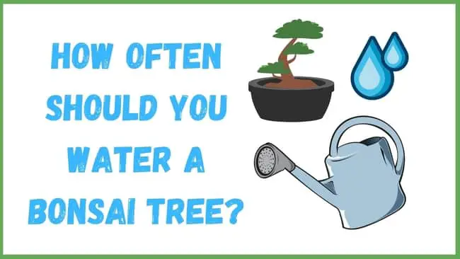 How Often Do You Water A Bonsai Tree