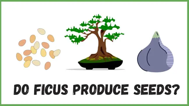 Do ficus produce seeds