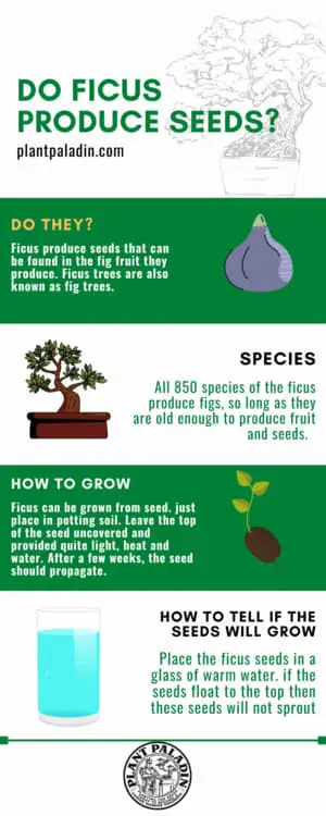 Do ficus produce seeds - infographic