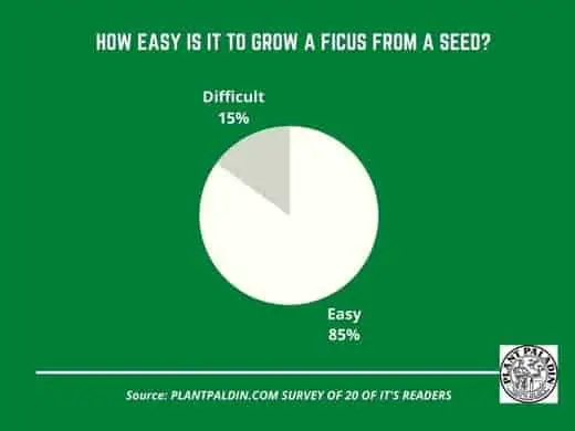Do ficus produce seeds - survey