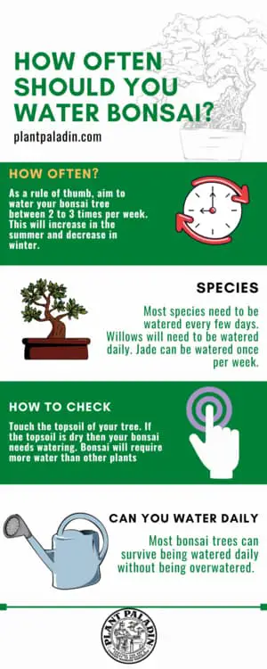 How Often Do You Water A Bonsai Tree - infographic