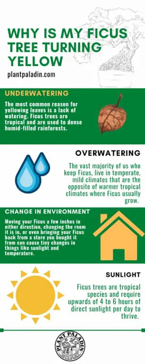 Why is my Ficus tree turning yellow - infographic