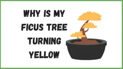 Why Is My Ficus Tree Turning Yellow? (Causes,Solutions!)